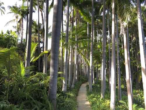 Virginia Robinson Gardens - Palm Forest