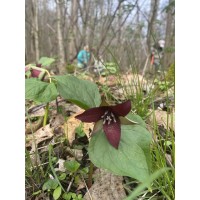 Southside Wildflower Hike