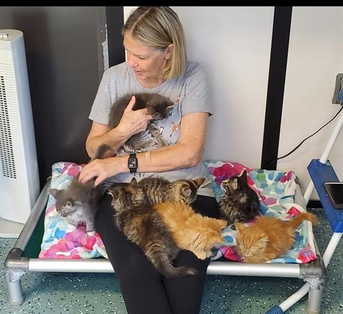 Purr Love Purr Love