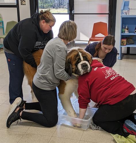 It takes 4 people to soak a St. Bernard's paws It takes 4 people to soak a St. Bernard's paws