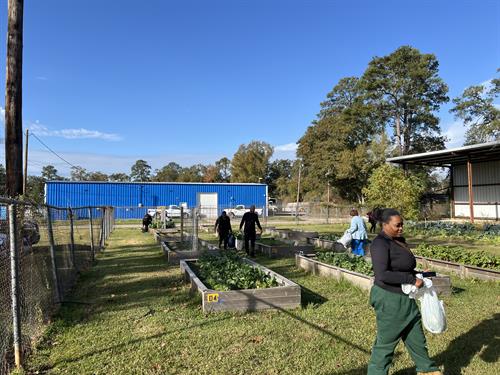 Fall Urban Community Garden 