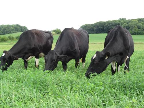 Dairy cattle grazing on the pasture.