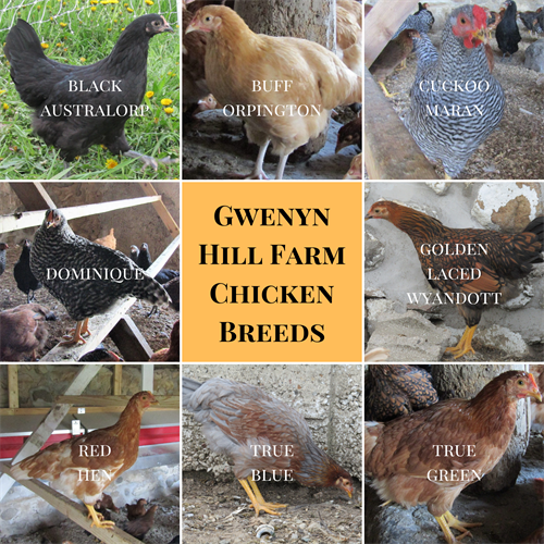 We raise 8 different chicken breeds for our pastured eggs. 