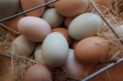 Free Range Eggs are for sale at the Farm Stand