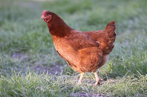 Backyard Chickens as pets and for egg laying