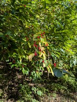 ClearLand Ohio, LLC - Dublin