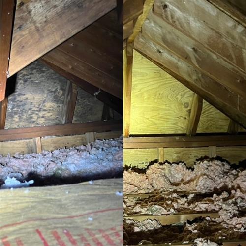 Before and After Mold Remediation - Attic