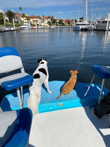 Dock Dogs 
