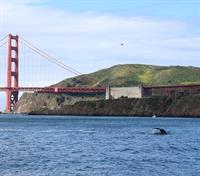 Labor Day 2024-Monday Wildlife & Ecology Sail under the Golden Gate Bridge