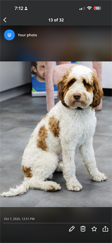 Tito office therapy dog