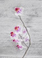 Orchid Inspiration: Grow Beautiful Orchids at Home