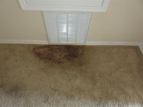 Mold Growth