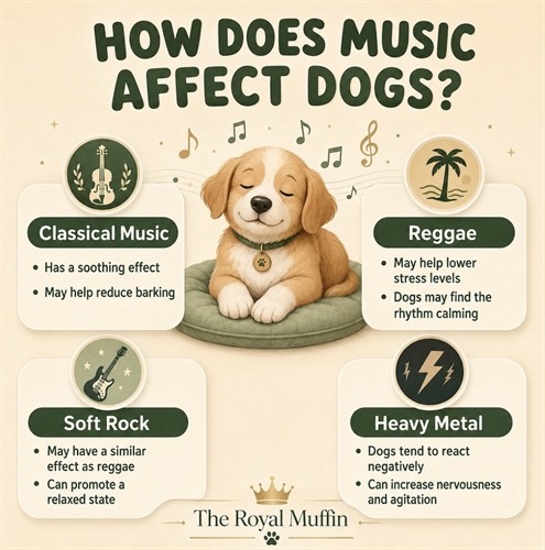 Dogs love music