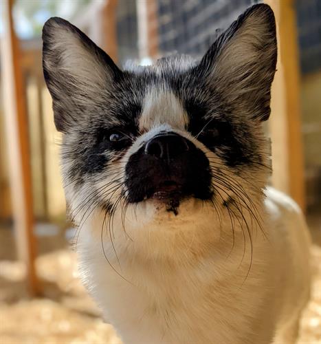 Eve was rescued from a fur farm in Illinois along with her mate Wall-E and four other fox.