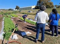 Tarleton State & Opal's Farm - Urban Farming