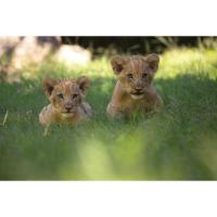 Seeing Double: Two Lion Cubs Born at the Fort Worth Zoo