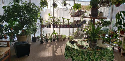 Sunlit Windows with Plants