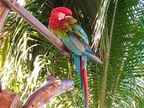 Tropical Parrot in habitat
