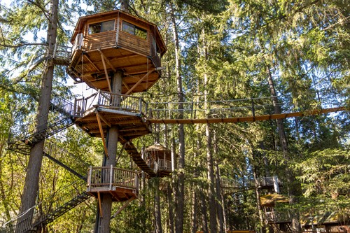 Majestree and Swinging Bridges