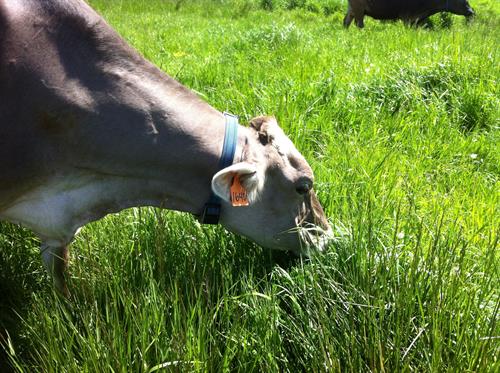 Rogue Creamery Dairy Brown Swiss Cow grazing