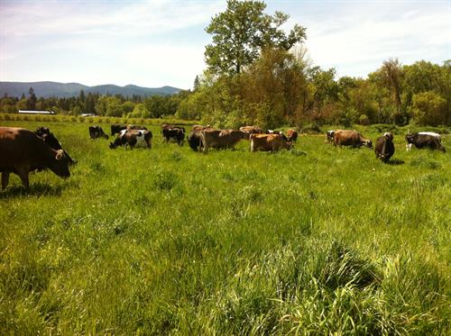 Rogue Creamery Dairy cows on pasture