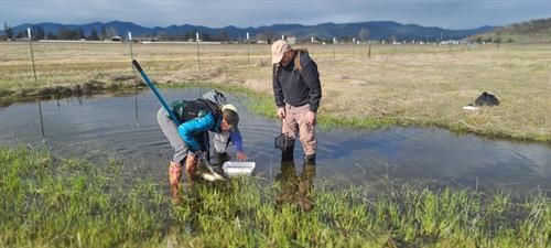 Monitoring the vernal pools in the Agate Desert for federally protected vernal pool fairy shrimp!