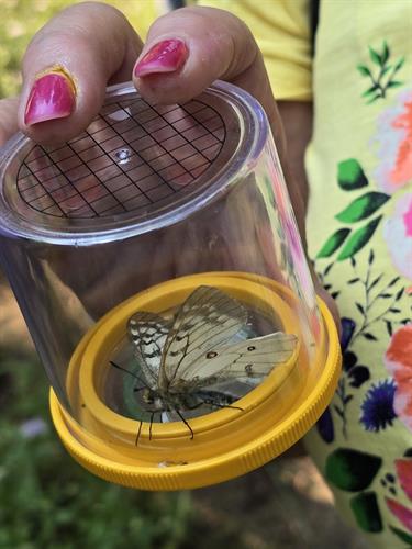 Clodius Parnassian Butterfly