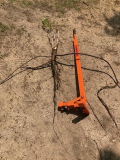 The gripping power and leverage of the Weed Wrench got this root out.