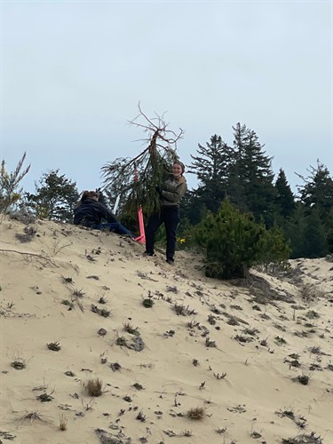 Removing giant Scotch Broom plants from the dunes near Coos Bay