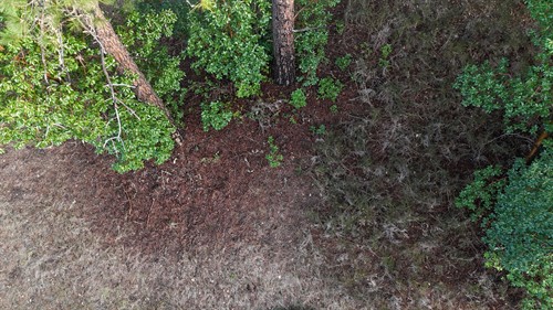 The left side has been cleared with Weed Wrench and the right side is still infested with Scotch Broom