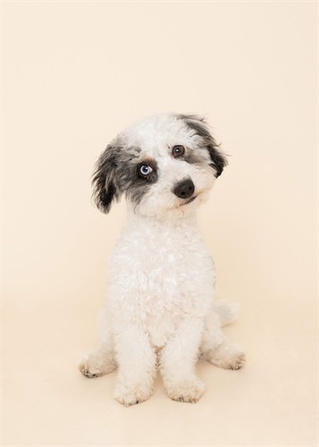 Studio Pet Photography