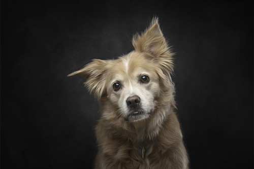 Chicago Pet Photographer