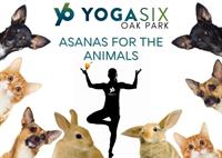 ASANAS FOR THE ANIMALS  - Animal Care League Yoga Fundraiser