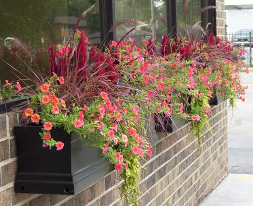 Summer annuals outside our office on Lyndale