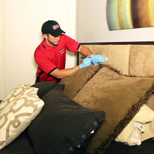 Gallery Image Peerless_BedBugs.jpg