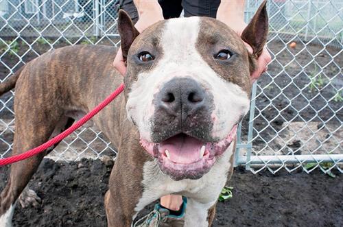 Smooch - Manage-a-bull - Adopted