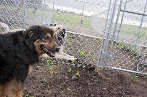 Large breed dog boarding. Large breed dog boarding.