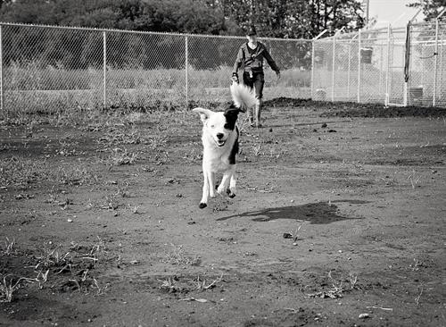 Members only off-leash dog parks. Members only off-leash dog parks.