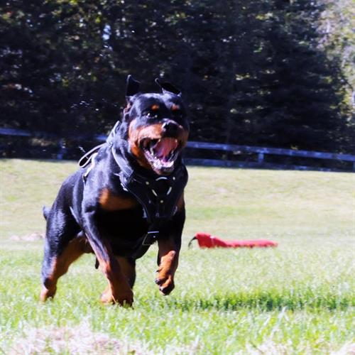 Personal protection dog training. Personal protection dog training.