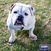 Coldwell Banker Seaside Realty - Elizabeth City Pet Adoption