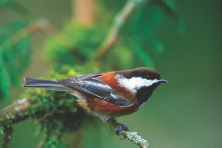 Chestnut-backed chickadee