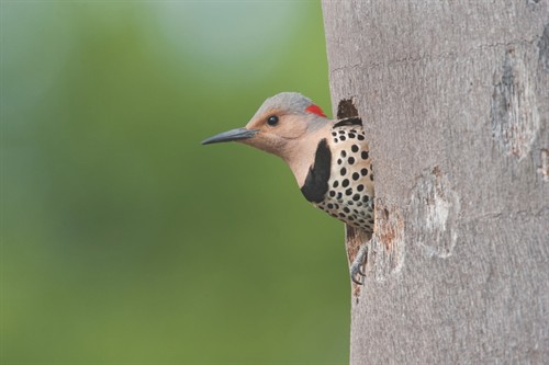 Northern Flicker