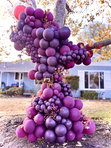 Gallery Image IMG_2259.jpeg