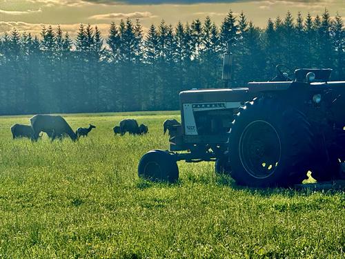 Gallery Image Elk_and_Tractor.jpeg