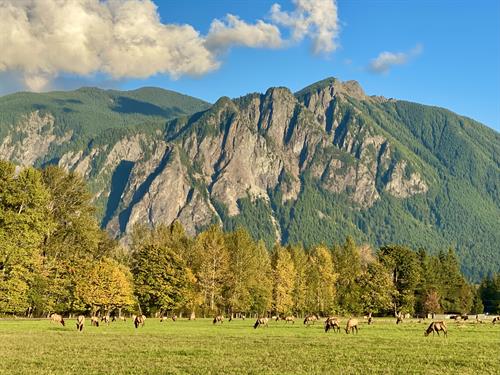 Gallery Image Elk_herd_and_Mt_Si.jpeg