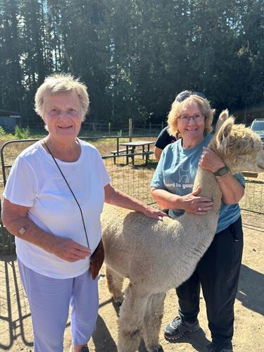 Gallery Image alpaca_8.jpg