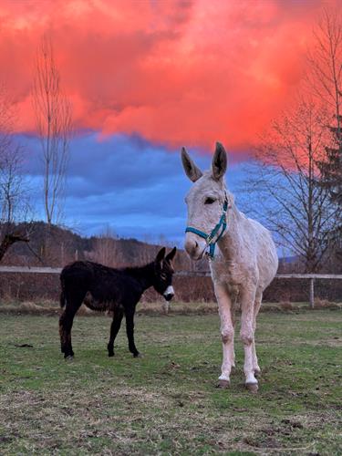 Gallery Image FullSizeRender.jpeg