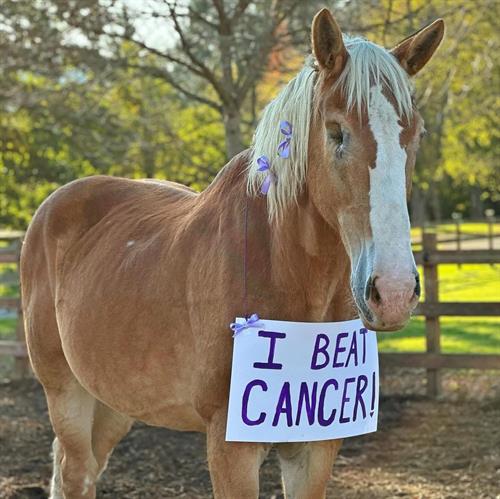 Gallery Image IMG_0350.jpeg