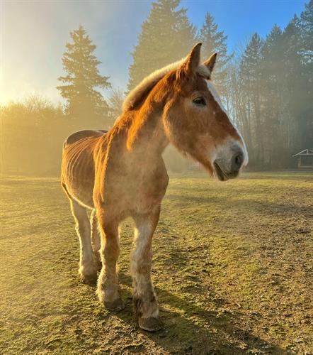 Gallery Image IMG_3956.jpeg