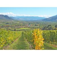 Support for Vineyards Experiencing Crop Loss
